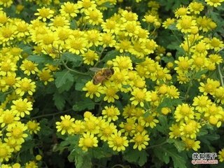 再用前韵并寄孙推官四首