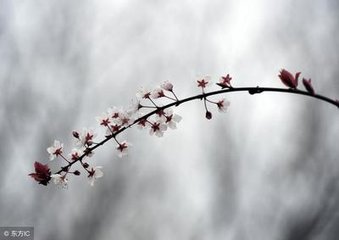 踏莎行·燕子归来