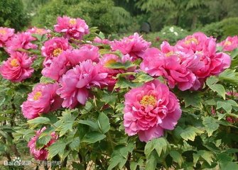 尚书座上赋牡丹花得轻字韵其花自越中移植