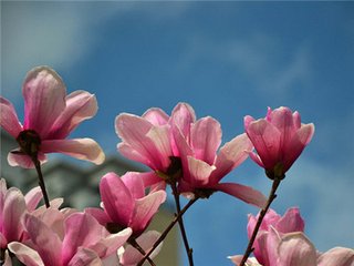 减字木兰花（王幼安见和前韵，复用韵答之）