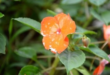 凤仙花