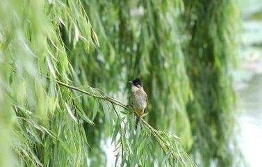 松卷为德韫弟作