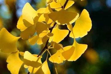 和欧阳永叔啼鸟十八韵