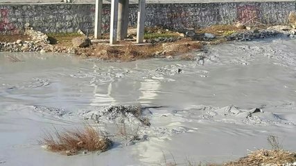 莫扫花