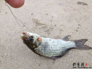 酬李郢夏日钓鱼回见示