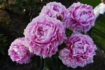 牡丹花二首