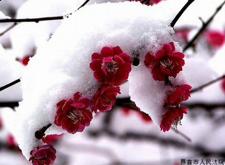 南乡子·梅与雪争姝
