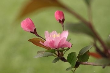 长相思（娥眉亭）