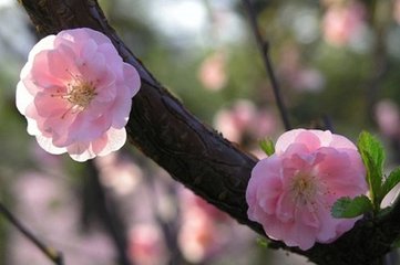 菩萨蛮·縠纹波面浮鸂鶒