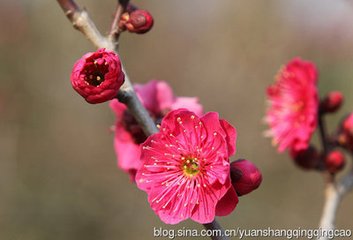 周元举侍郎梅花次韵三首