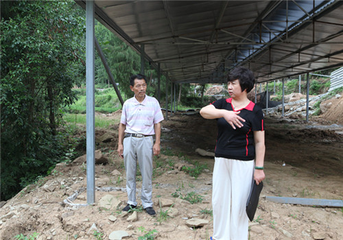 杨白华
