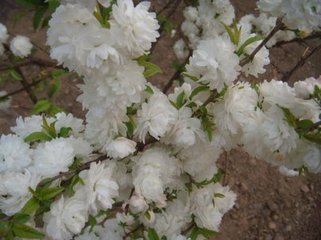 江上晚过邻坞看花因忆南园旧游