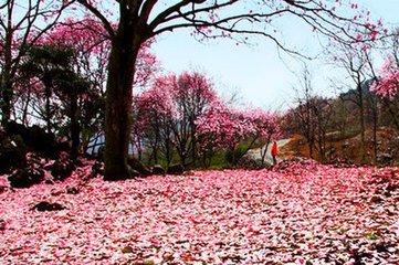 减字木兰花·英花万蕊