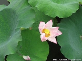 夏日与妙现老堂二公晚步江皋露坐月下夜分乃