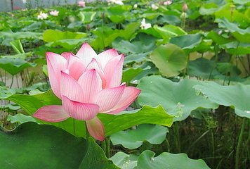 萍乡县圃