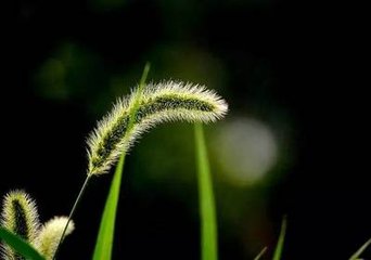栖云中伏