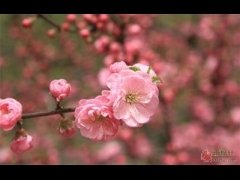 秦楼月 为解蕙卿赋
