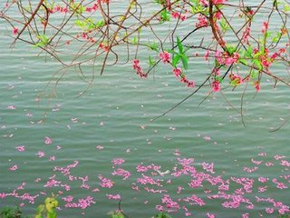卜算子·佩解洛波遥