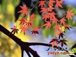 驩州南亭夜望