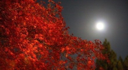 次韵高则诚雨中（三首）