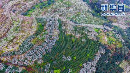 与元居士青山潭饮茶