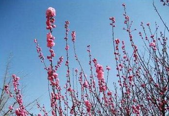 燕归梁·芳草年年惹恨幽