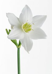 昭君怨（乙丑九日前二日偕元择、茂叔、季功登高作）