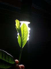 释木