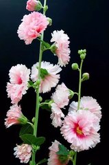 和昌言官舍十题·蜀葵