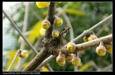 如梦令（咏梅）