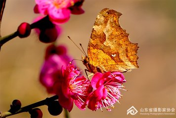 又和上元日游南园赏梅花