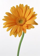感皇恩·九日菊花迟