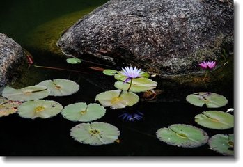 赋得池塘生春草