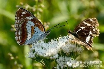 蝶恋花·堂外溪桥杨柳畔