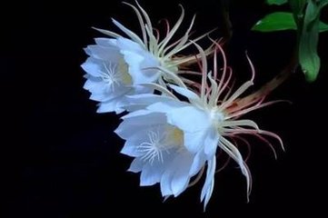 体斋西轩观玉簪花偶作