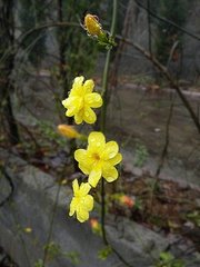雨中花令·点缀叶间如绣
