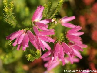 魏塘荒僻春来无杂花一枝可慰逐客二月二十六