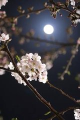 蓦山溪·春来心事