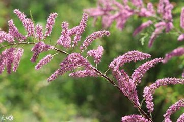 醉花间·休相问