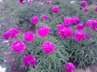 芍药四首