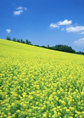 和刘员外陪韩仆射野亭公宴