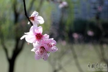 吊岳飞诗
