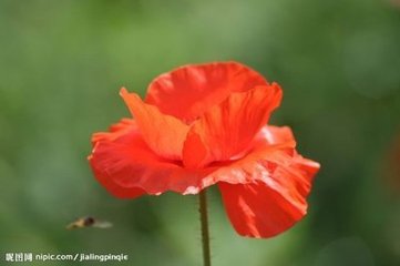 虞美人（九日和董彦远）