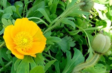 虞美人·去年同醉黄花下