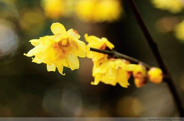 以蜡梅分供堂头希卢首座冲南首座惠绝句次韵