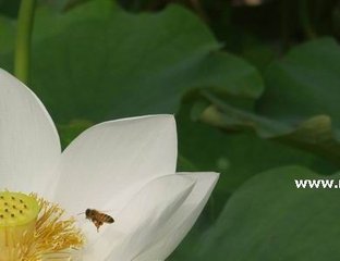 水龙吟·淡妆不扫蛾眉