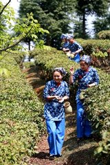 茶岭