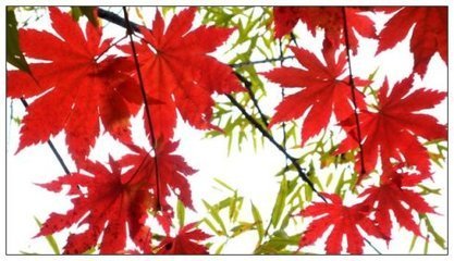 范长白