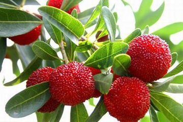 效茶山咏杨梅