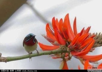 嬉春体（五首。钱塘湖上作。一云“赋俏唐体